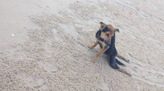 “ลีโอ” สุนัขผู้น่าสงสารจากไทยได้รับการช่วยเหลือจากผู้ใจบุญ